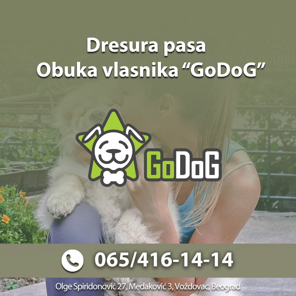 Dresura pasa Beograd Srbija – GoDoG