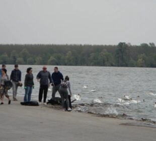 Zemunski kej i labudovi