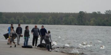 Zemunski kej i labudovi