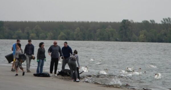 Zemunski kej i labudovi