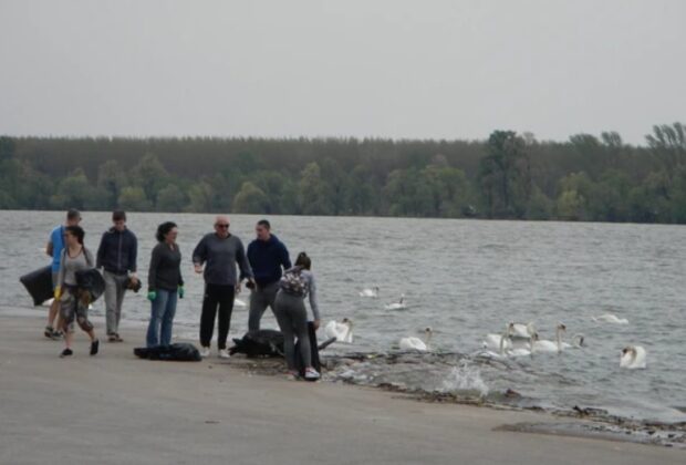 Zemunski kej i labudovi