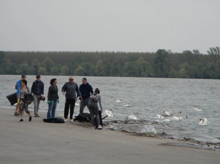 Zemunski kej i labudovi