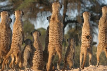 Foto: Andy Radford, University of Bristol