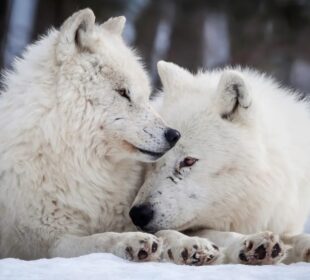 Foto: Rick Mousseau Photography / Getty Images