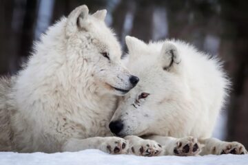 Foto: Rick Mousseau Photography / Getty Images