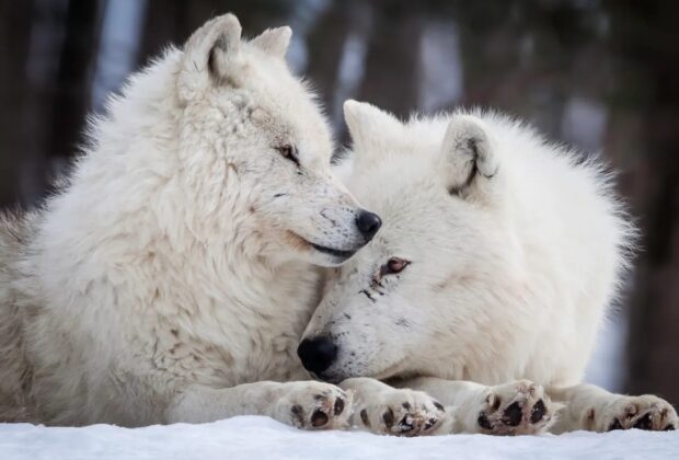 Foto: Rick Mousseau Photography / Getty Images