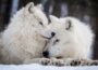 Foto: Rick Mousseau Photography / Getty Images